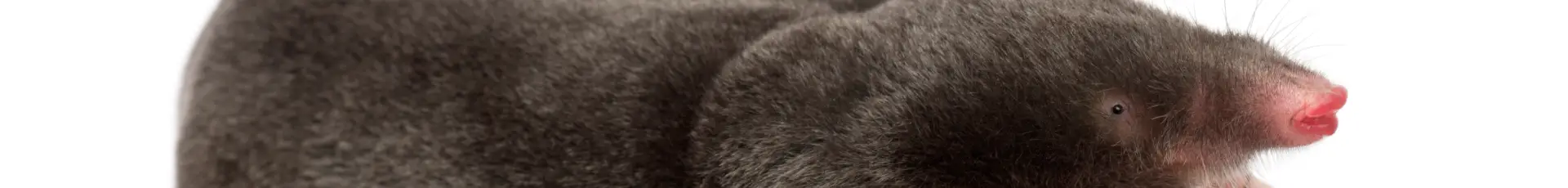 Cârtița melci și limacsi